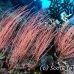 seawhip_cc_h_0705_png1669.jpg